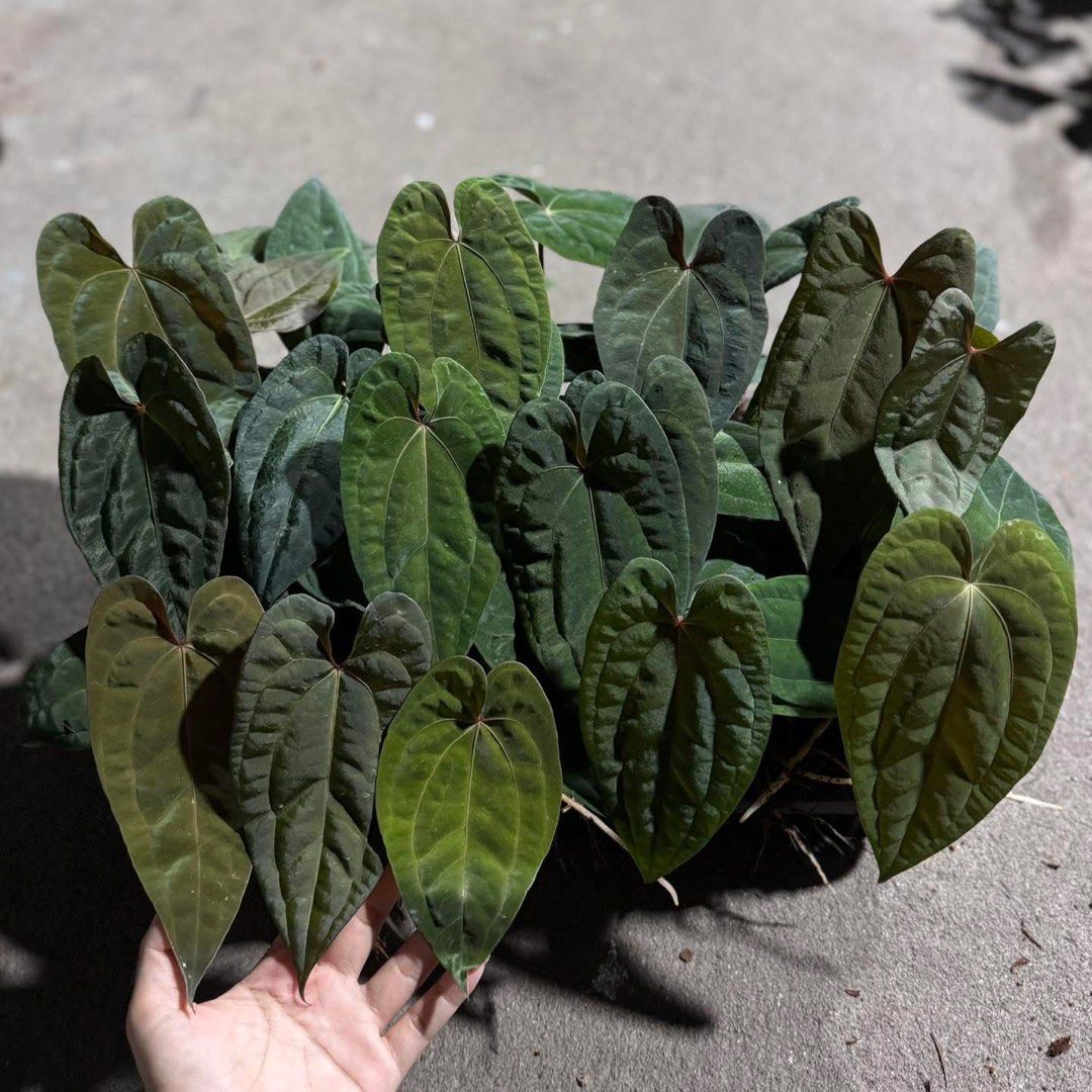 アンスリウム papillilaminum (RG) X RVDP _Anthurium papillilaminum x Red Vein Dark Phoenix (RVDP)