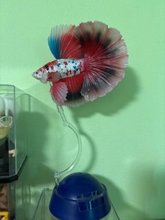 (Category: ) located in . Submitted by pegasusman6767 (Listing ID 1354546369, Image 1). Description: .