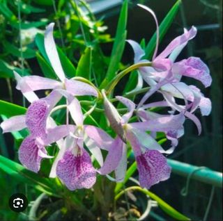(Category: ) located in . Submitted by orchid_corner (Listing ID 1354622459, Image 1). Description: .