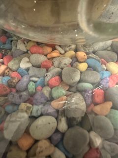 (Category: ) located in . Submitted by natureisagift (Listing ID 1354673656, Image 1). Description: .