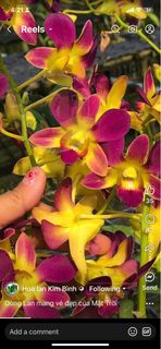 (Category: ) located in . Submitted by orchid_corner (Listing ID 1352434950, Image 1). Description: .