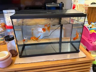 (Category: ) located in . Submitted by lynnkoo (Listing ID 1354834072, Image 1). Description: .