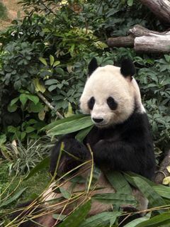 （分類：）位於 。 由 mikileung1999 提交（商品編號 1354791490，圖片 1）。簡介： 。