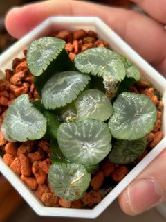 （分類：）位於 。 由 mikewillplantit 提交（商品編號 1354728036，圖片 1）。簡介： 。