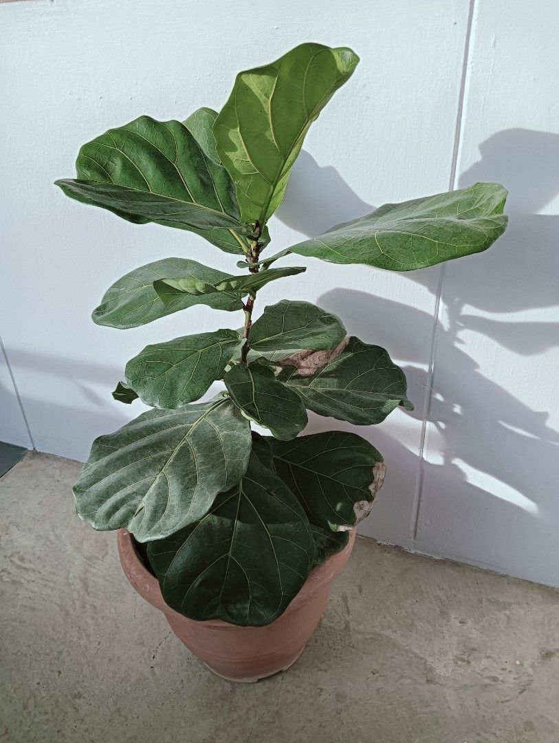 Fiddle fig tree, Furniture & Home Living, Gardening, Plants & Seeds on ...