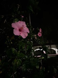 (Category: ) located in . Submitted by exdint (Listing ID 1354791319, Image 1). Description: .