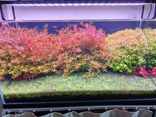 (Category: ) located in . Submitted by tooi9338 (Listing ID 1354871588, Image 1). Description: .