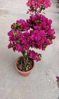 （分類：）位於 。 由 imson_8 提交（商品編號 1354913790，圖片 1）。簡介： 。