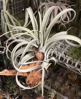 （分類：）位於 。 由 hkplanta 提交（商品編號 1355051869，圖片 1）。簡介： 。