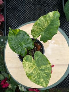 (Category: ) located in . Submitted by arfplants (Listing ID 1355064881, Image 1). Description: .