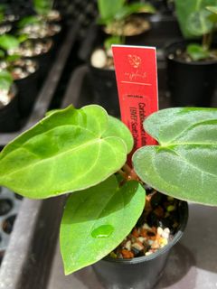 (Category: ) located in . Submitted by arfplants (Listing ID 1355064752, Image 1). Description: .