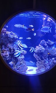 (Category: ) located in . Submitted by acyc777 (Listing ID 1355079729, Image 1). Description: .