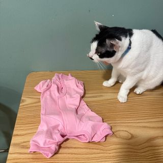 (Category: ) located in . Submitted by sgcatcafe (Listing ID 1354921304, Image 1). Description: .