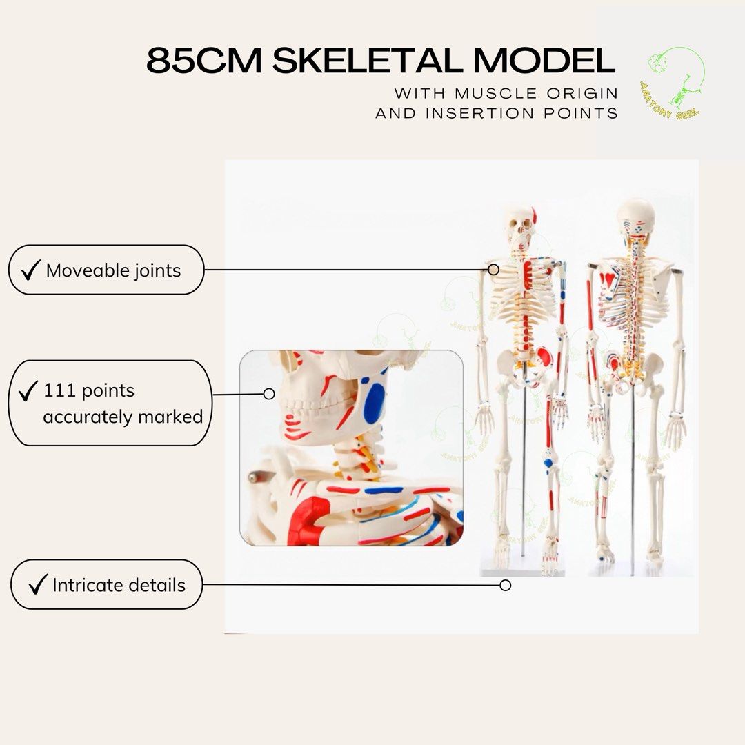 85cm Skeleton Model with Muscle Origin and Insertion Points, Hobbies ...