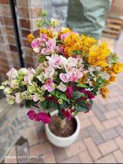 （分類：）位於 。 由 elsa811 提交（商品編號 1355244996，圖片 1）。簡介： 。