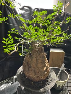 （分類：）位於 。 由 krioschui 提交（商品編號 1355216544，圖片 1）。簡介： 。