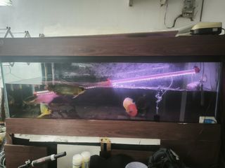 (Kategori: ) berada di . Dikirim oleh dansputra192438 (ID iklan 1355280955, Gambar 1). Deskripsi: .