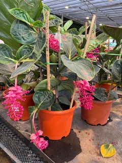(Category: ) located in . Submitted by gardenfunfarm (Listing ID 1355196230, Image 1). Description: .