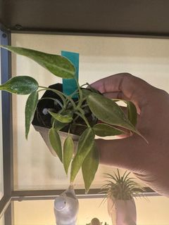 (Category: ) located in . Submitted by plant.daddy (Listing ID 1355104988, Image 1). Description: .