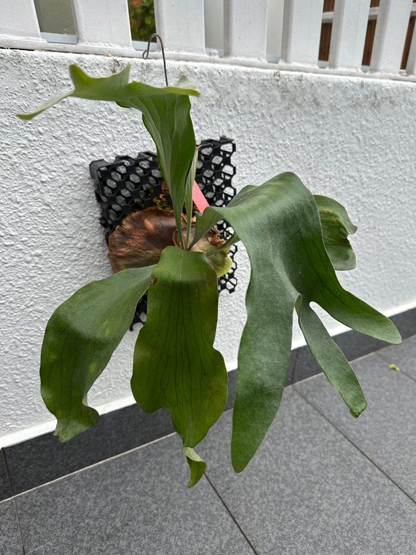 platycerium hillii 'Aorchao' Yot#16 親株】P.Hillii Yot #16 Aor