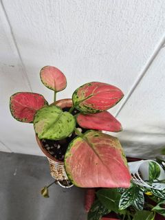 (Category: ) located in . Submitted by nazikei (Listing ID 1355314226, Image 1). Description: .