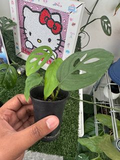 (Category: ) located in . Submitted by plant.daddy (Listing ID 1355316749, Image 1). Description: .