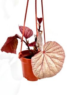 (Category: ) located in . Submitted by PlantsJoy (Listing ID 1355503877, Image 1). Description: .