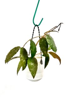 (Category: ) located in . Submitted by PlantsJoy (Listing ID 1355507620, Image 1). Description: .