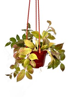 (Category: ) located in . Submitted by PlantsJoy (Listing ID 1355503367, Image 1). Description: .