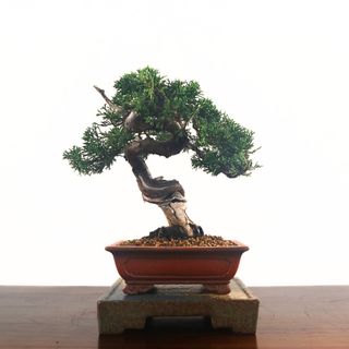 (Category: ) located in . Submitted by bonsai_inc (Listing ID 1355501708, Image 1). Description: .