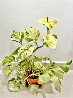 (Category: ) located in . Submitted by PlantsJoy (Listing ID 1311946654, Image 1). Description: .