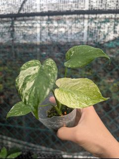 (Category: ) located in . Submitted by bloomandgrowsg (Listing ID 1355569185, Image 1). Description: .