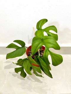 (Category: ) located in . Submitted by PlantsJoy (Listing ID 1355506609, Image 1). Description: .