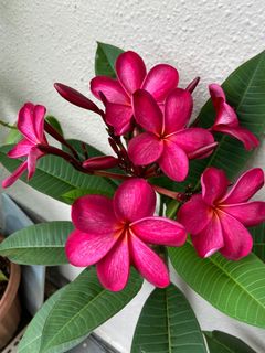 (Category: ) located in . Submitted by sharma_l (Listing ID 1355506009, Image 1). Description: .