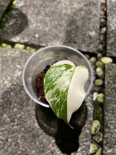 (Category: ) located in . Submitted by hortibotany (Listing ID 1350932130, Image 1). Description: .