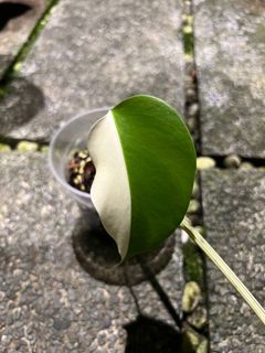 (Category: ) located in . Submitted by hortibotany (Listing ID 1350932715, Image 1). Description: .