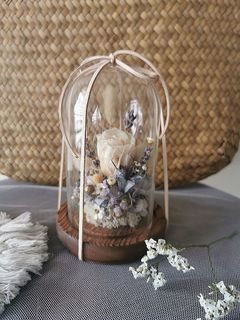(Category: ) located in . Submitted by wildbotanics (Listing ID 1350923820, Image 1). Description: .