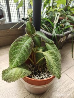 Episcia Spring symphony (pot2), Furniture & Home Living, Gardening ...