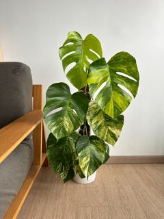 (Category: ) located in . Submitted by hdb_gardener (Listing ID 1351330709, Image 1). Description: .
