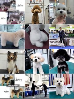 Dog Grooming 🐩 Collection item 2