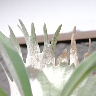 （分類：）位於 。 由 theframeplatycerium 提交（商品編號 1351292417，圖片 1）。簡介： 。