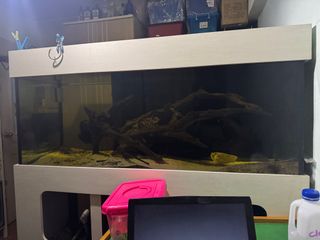 (Category: ) located in . Submitted by fishfishhfishhhh (Listing ID 1351642182, Image 1). Description: .