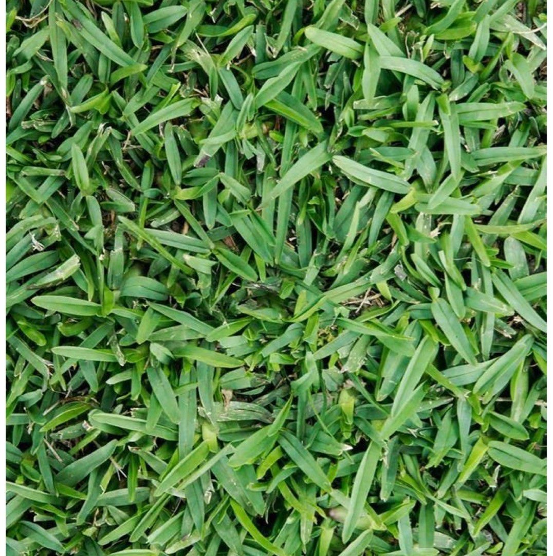 Carabao grass (Category: Plants & Seeds) located in Santa Rosa. Submitted by raze1108j (Listing ID 1351697210, Image 1). Description: Carabao grass for sale! Dry and wet basta truckload. Price exclusive logistics cost. .