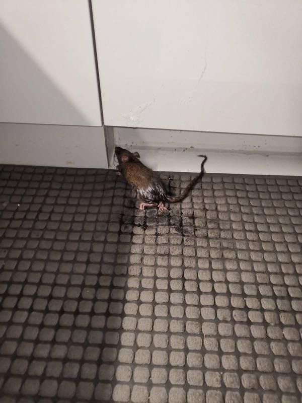 Pest control Problems? Rat/ Rodent/ Cockroach/ Termite/ Bedbugs/ Ants ...