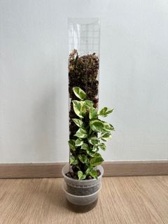 (Category: ) located in . Submitted by hdb_gardener (Listing ID 1351846280, Image 1). Description: .