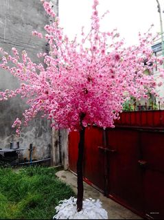 sakura tree - View all sakura tree ads in Carousell Philippines