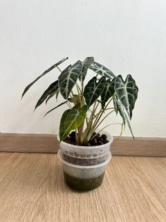 (Category: ) located in . Submitted by hdb_gardener (Listing ID 1351991708, Image 1). Description: .