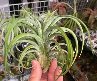 （分類：）位於 。 由 hkplanta 提交（商品編號 1355768563，圖片 1）。簡介： 。