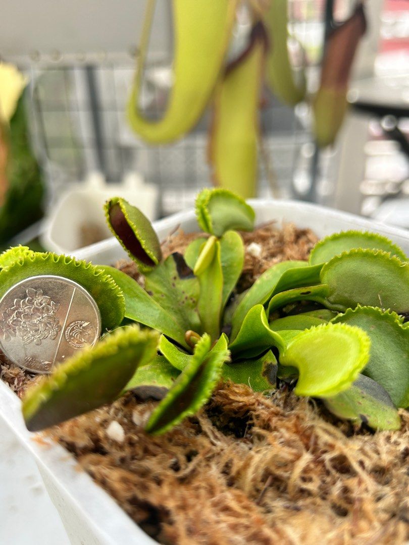 Dionaea Muscipula | Venus flytrap | Carnivorous Plant (Category: Pots & Planters) located in Manila. Submitted by robbC (Listing ID 1355641694, Image 2). Description: Venus Flytrap | Dionaea Muscipula | Carnivorous Plant 🪴 Dragon’s Fire – Available in S, M sizes! Looking for a unique and fascinating plant? The Venus Flytrap (Dionaea muscipula) is a must-have! This carnivorous plant is perfect for beginners and collectors alike. ✅ Live, healthy, 