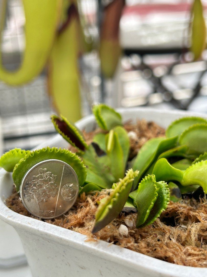 Dionaea Muscipula | Venus flytrap | Carnivorous Plant (Category: Pots & Planters) located in Manila. Submitted by robbC (Listing ID 1355641694, Image 3). Description: Venus Flytrap | Dionaea Muscipula | Carnivorous Plant 🪴 Dragon’s Fire – Available in S, M sizes! Looking for a unique and fascinating plant? The Venus Flytrap (Dionaea muscipula) is a must-have! This carnivorous plant is perfect for beginners and collectors alike. ✅ Live, healthy, 